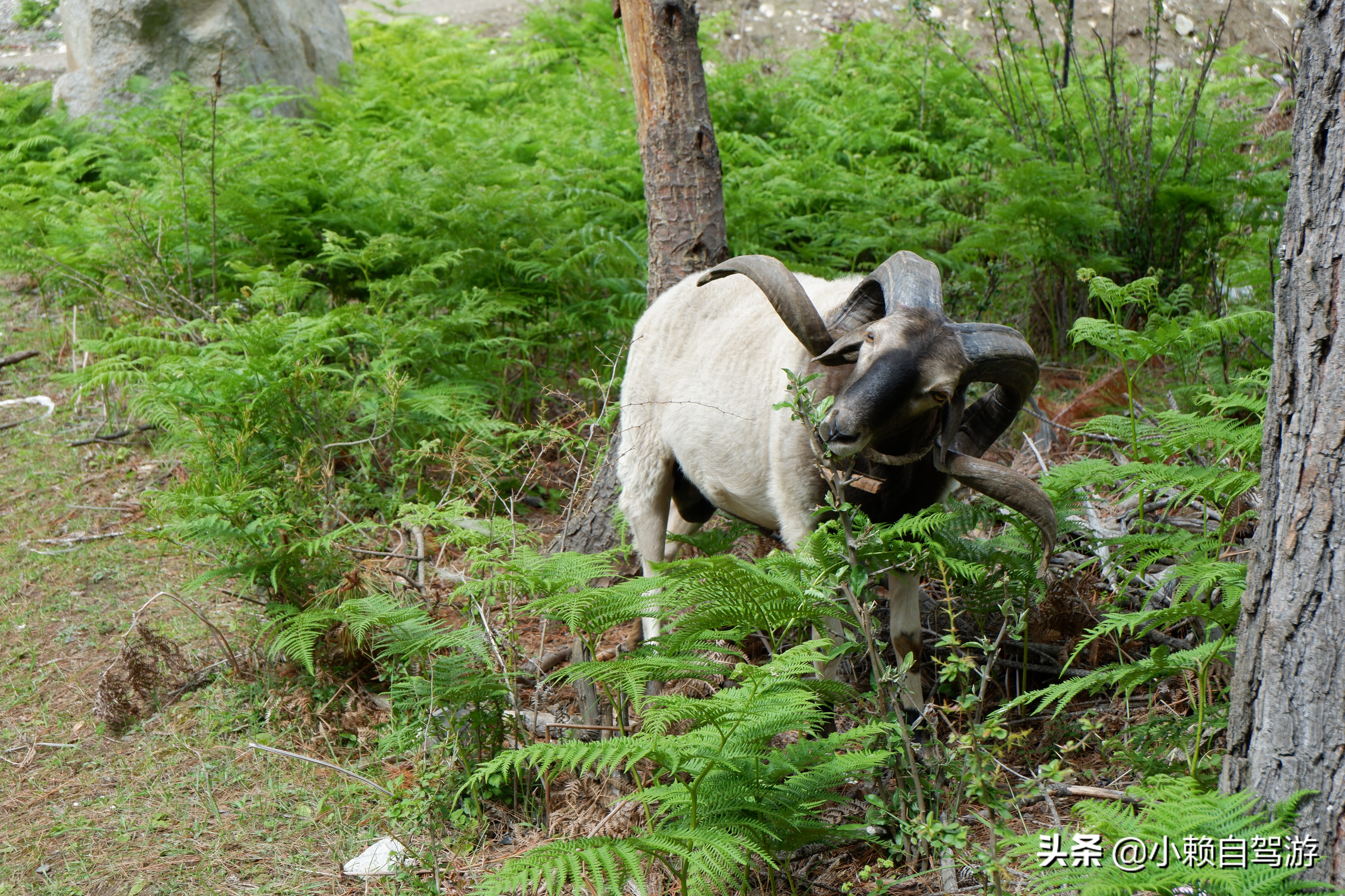 拉萨和林芝有什么好玩的,去西藏波密林芝旅游最佳是几月份