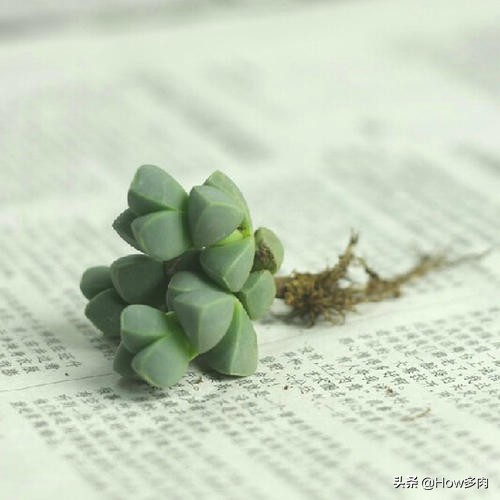 肉肉植物鹿角海棠,植物鹿角多肉