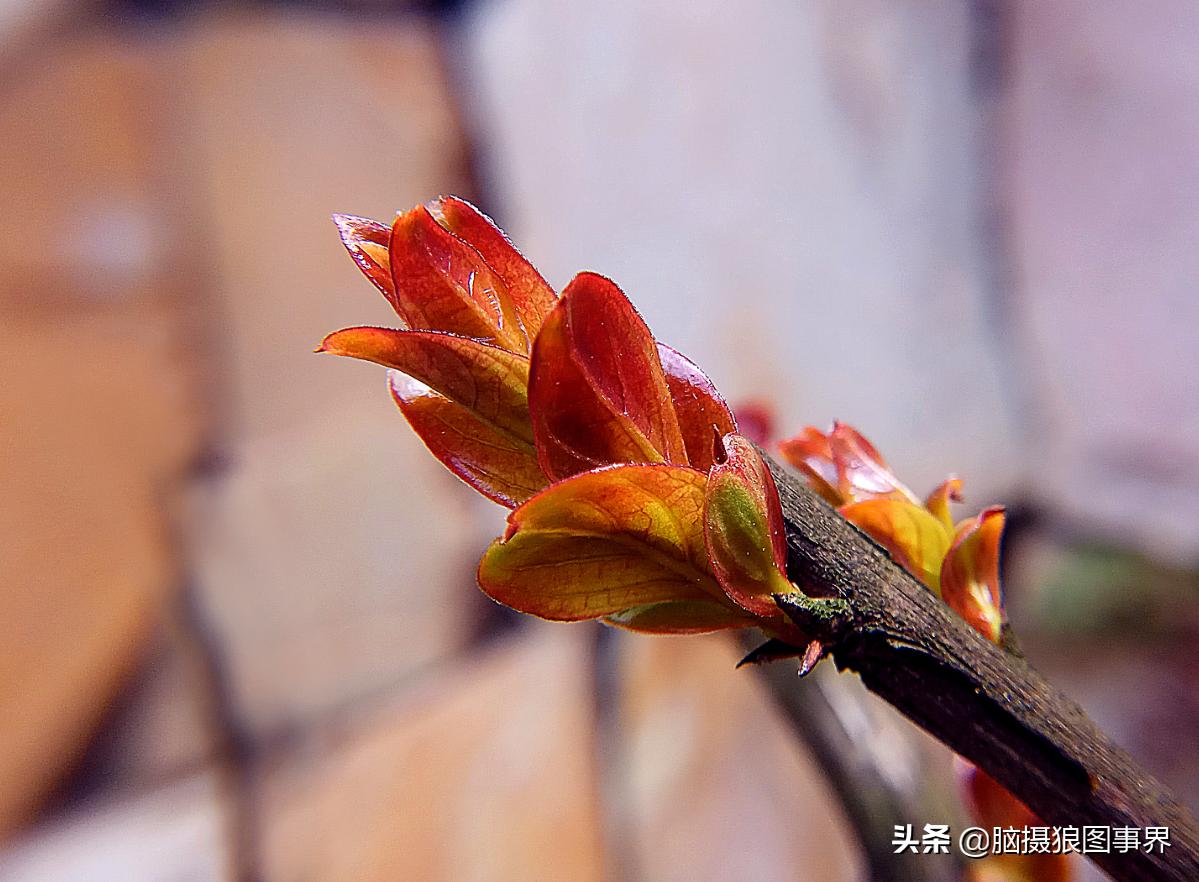 华为手机拍照微距怎么设置,手机微距拍摄技巧大全