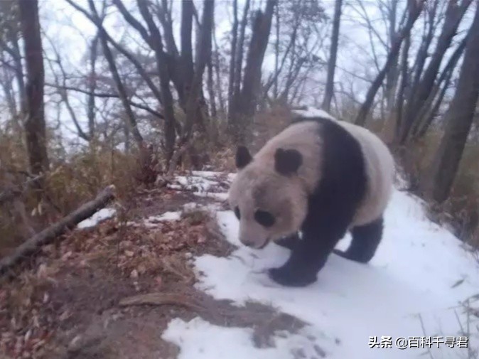 大熊猫伤人事件视频,从古至今有大熊猫伤人的事件吗
