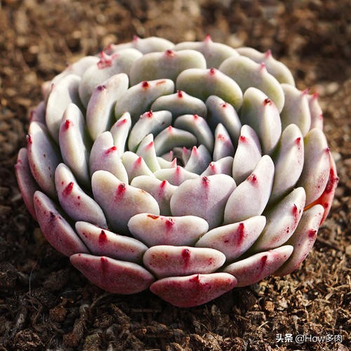 夏天耐热遮阳植物盆栽,夏天闷热天气植物