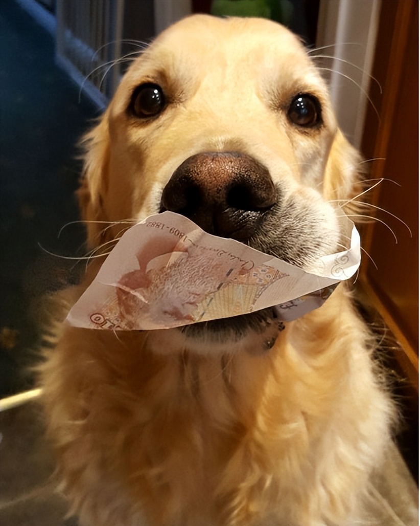 狗嘴里吐不出象牙梗,狗嘴里吐不出象牙是形容词么