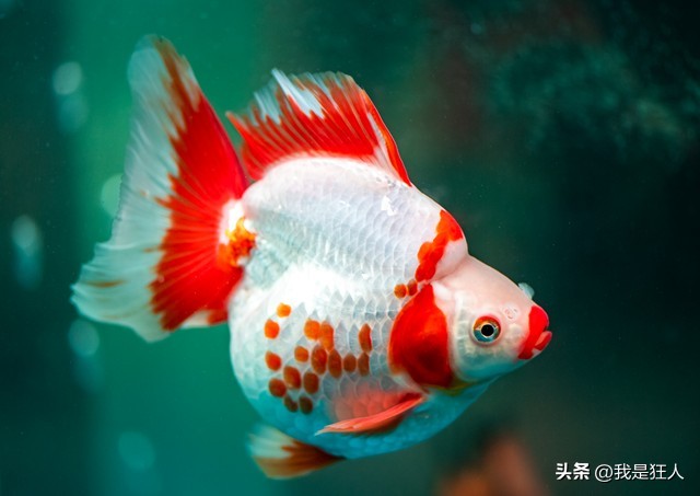 观赏鱼鱼胆小怎么办,观赏鱼怎么预防胆小虫