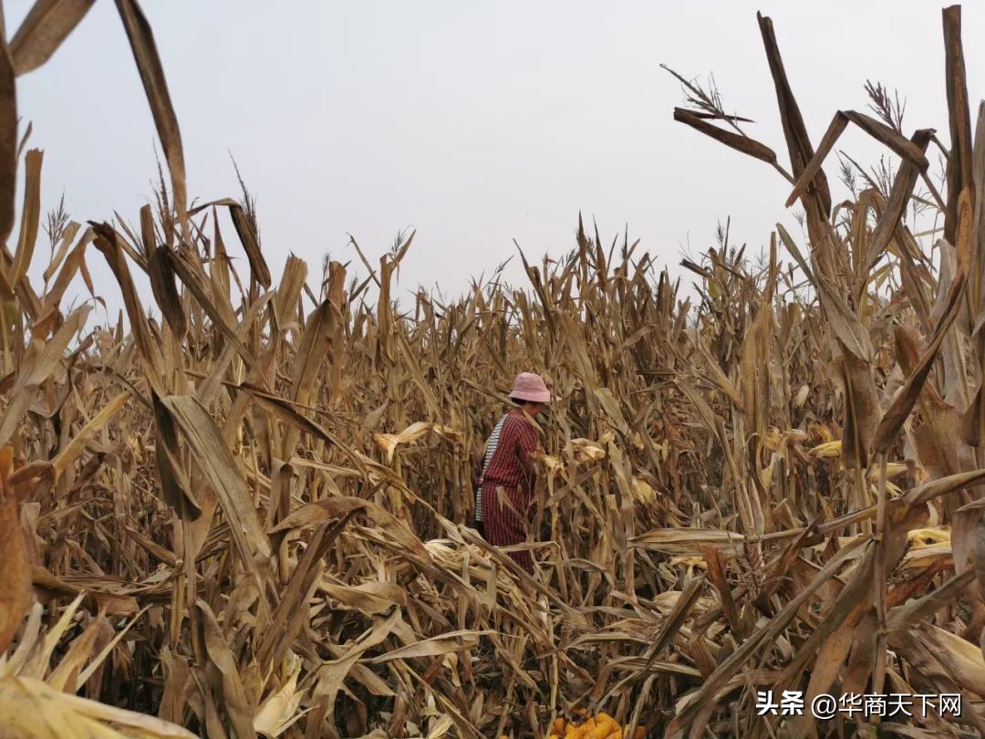 佳木斯买的大米被扔进垃圾桶,佳木斯大米倒垃圾桶后续跟进