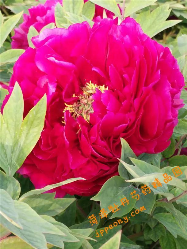 牡丹百花之王典故,为什么牡丹是百花之王