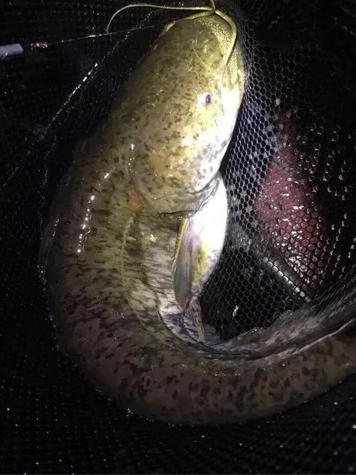 大河钓鲢鱼技巧,大河钓鲶鱼的经典方法