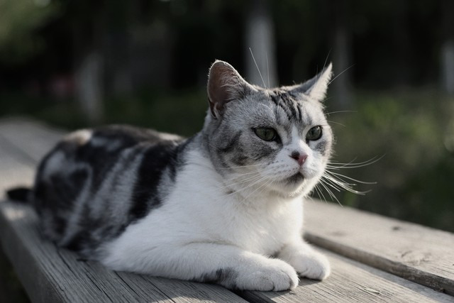一分钟了解美杜莎,一分钟了解美游