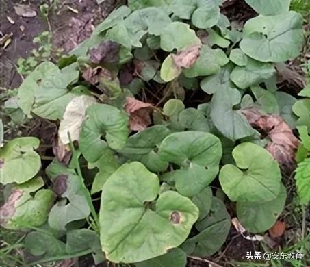 中药材细辛落价了吗,细辛草今日价格