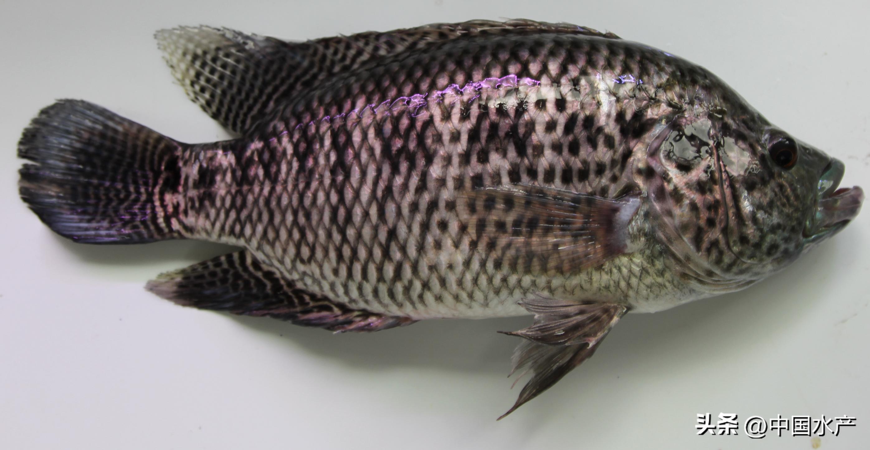 水生外来物种入侵防控工作方案,水生动物防疫