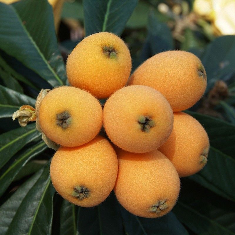 载酒西园醉枇杷一树金,东园载酒西园醉的下一句