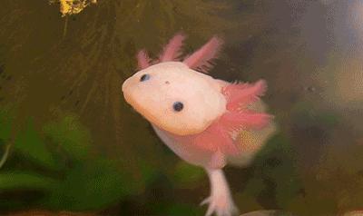 真实存在的动物稀奇古怪,十二生肖为什么只有龙是虚构动物