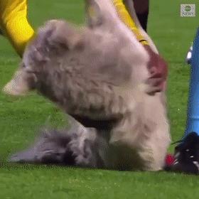 狗子冲进球场,狗子闯进足球比赛