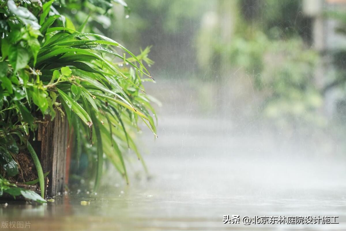 雨天怎么给植物光照,下雨天如何帮植物挡雨