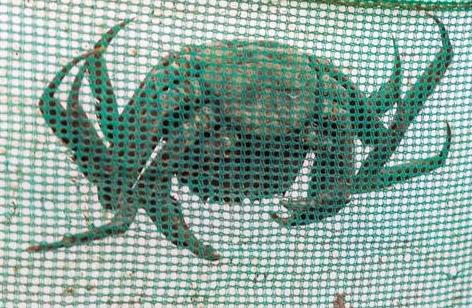 大闸蟹有什么商机,养殖大闸蟹一年可以赚多少钱