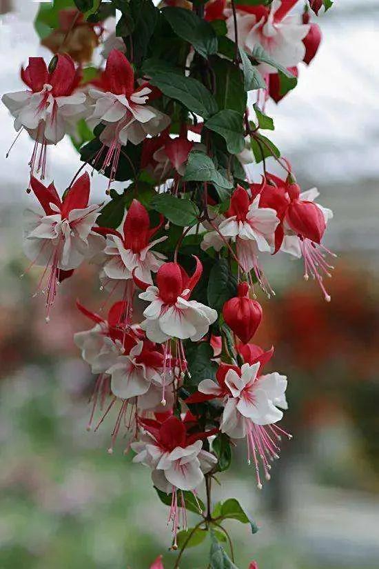 花朵壁纸横版,花朵招财壁纸