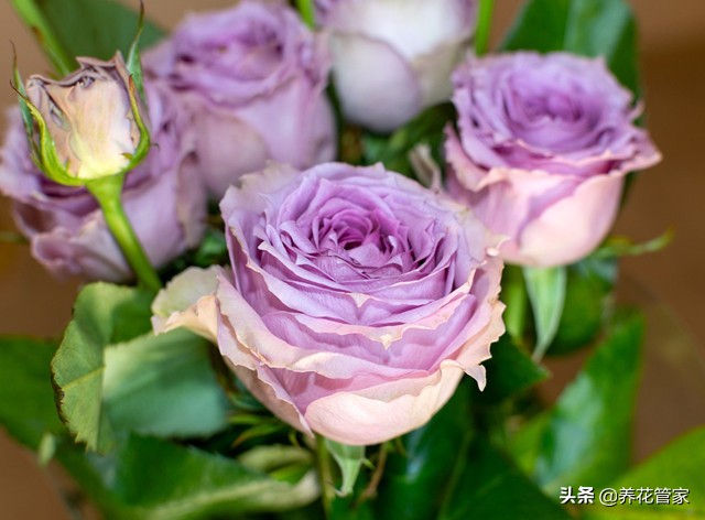 哪种紫色的月季最好看,蓝紫色的月季有哪些