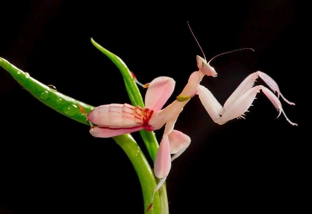 世界上最残酷的动物捕食,世界上最凶残的昆虫有哪些