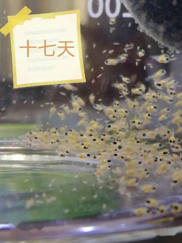 金波子一般熟悉环境多久开始繁殖,繁殖金波子用多大缸