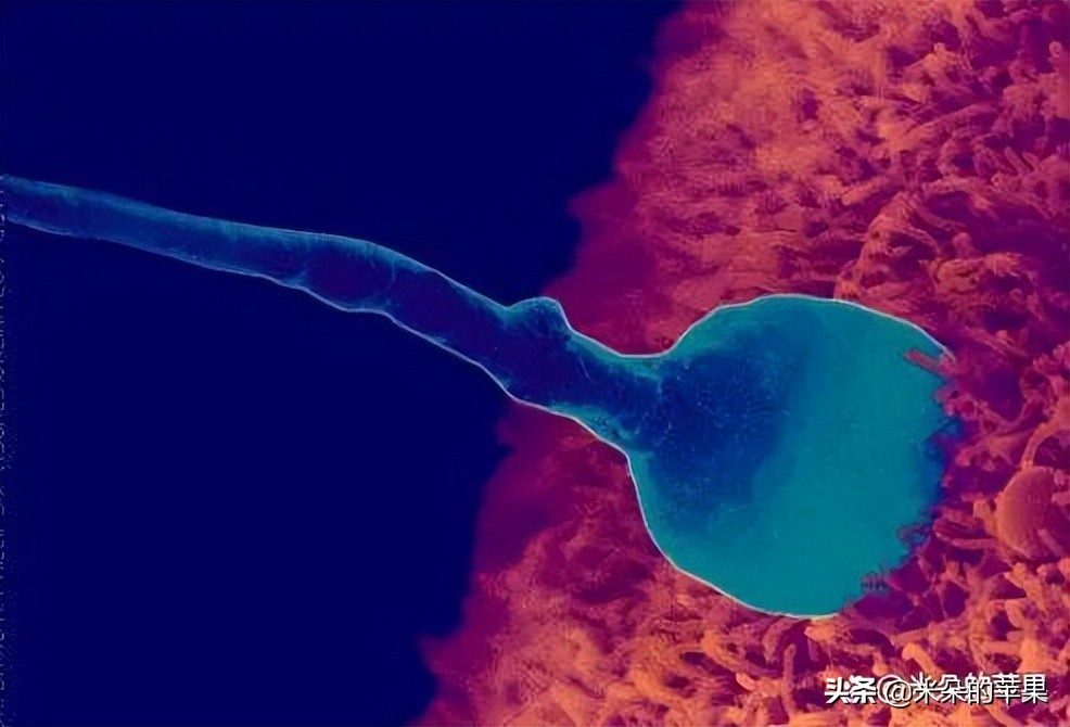 如果你不知道怎么对孩子进行性教育,一定要带他看这7个教育视频