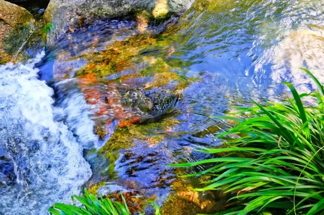 广州摘荔枝一日游最佳路线,从化自驾游荔枝采摘园