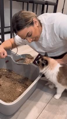 猫咪疯狂的吃猫砂,猫咪吃的猫砂是怎么做的