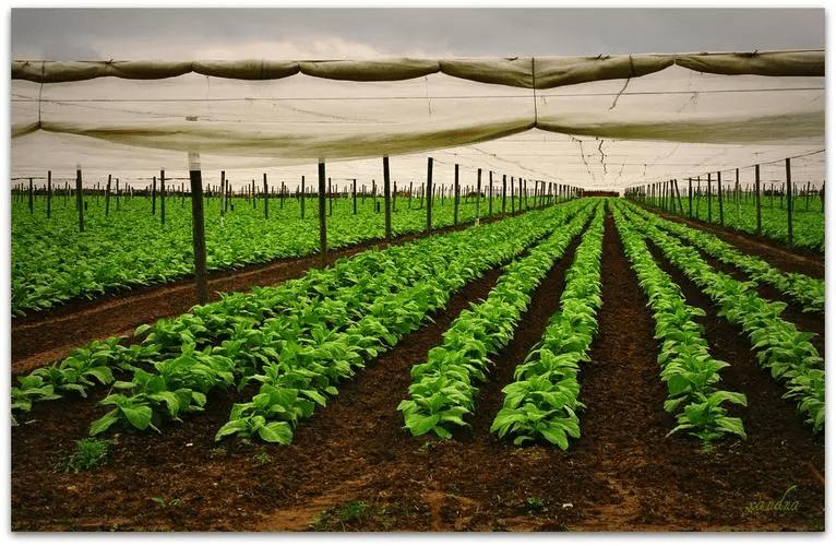 一支最便宜的雪茄多少钱,一口雪茄一套房子
