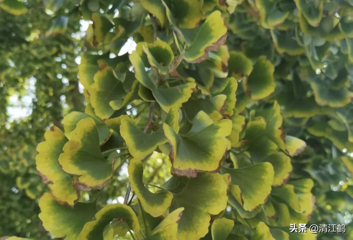 鸭掌木病害图谱及防治,鸭脚木的病害和治疗方法