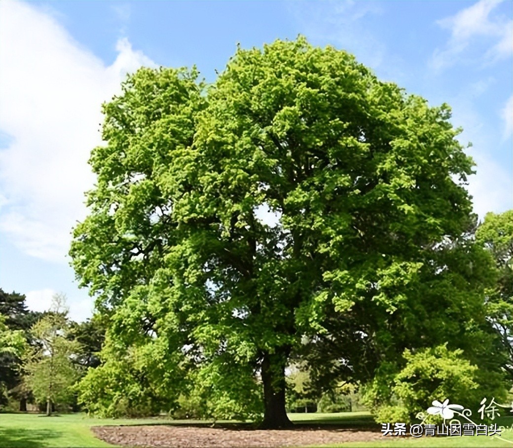 种树前景怎样,栎树种植前景如何