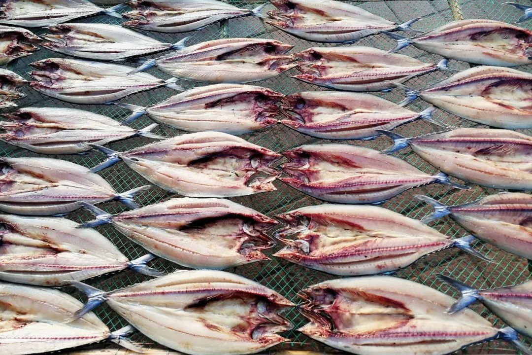 南方马鲛和北方马鲛哪个好吃,山东鲅鱼与南方马鲛鱼哪个好吃