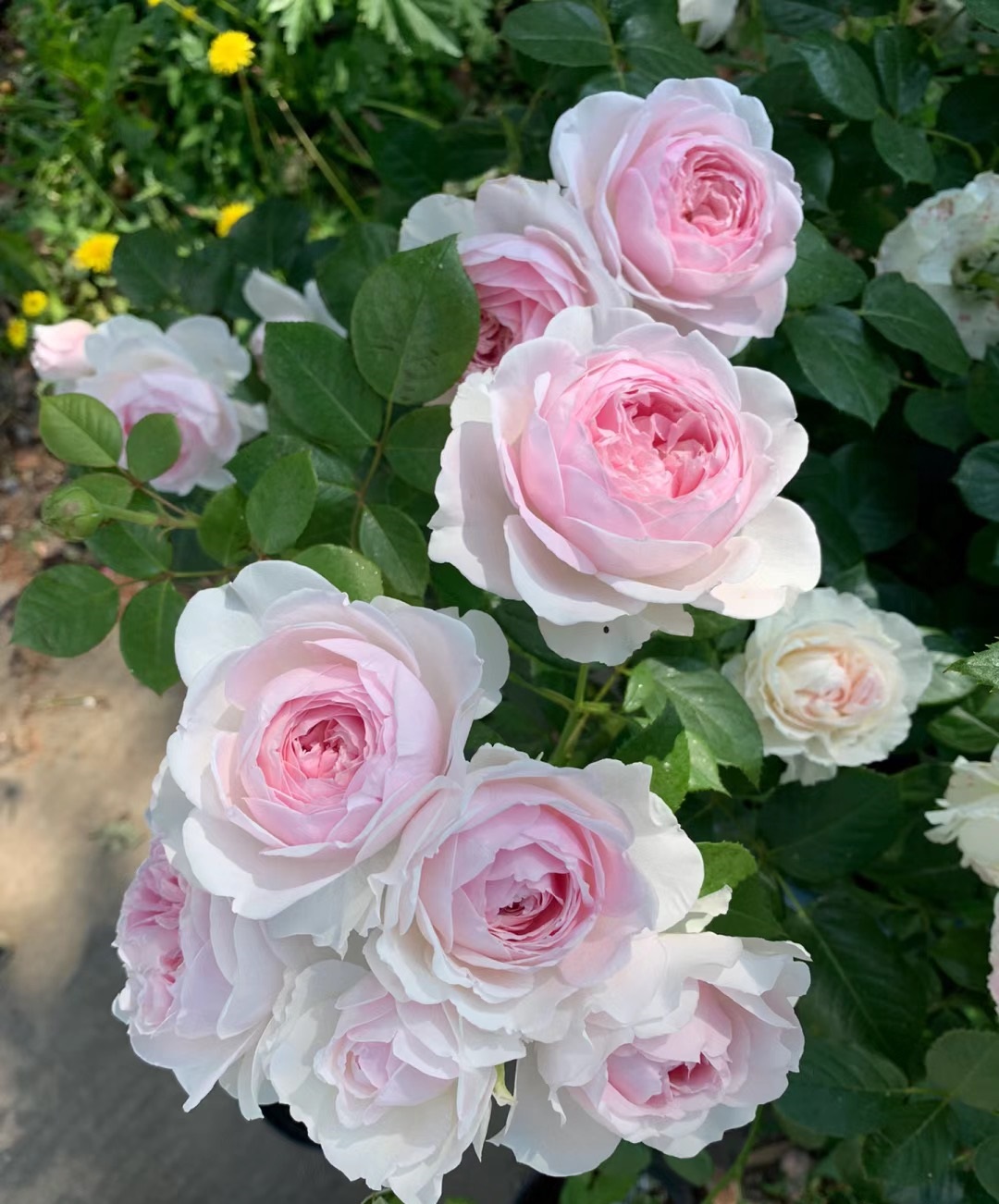 又香刺又多的月季,无刺又带香味的月季