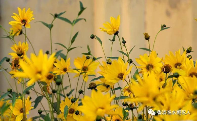 画习作思维导图1至8单元的,思维导图作文四年级怎么画