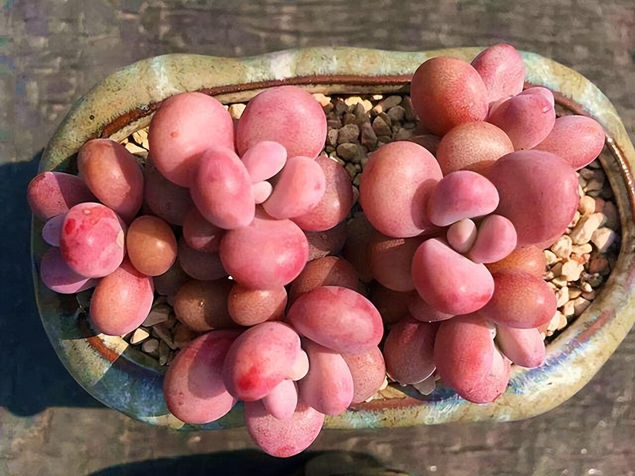家里养花花草草便宜好养推荐,最便宜又好养的4种花草