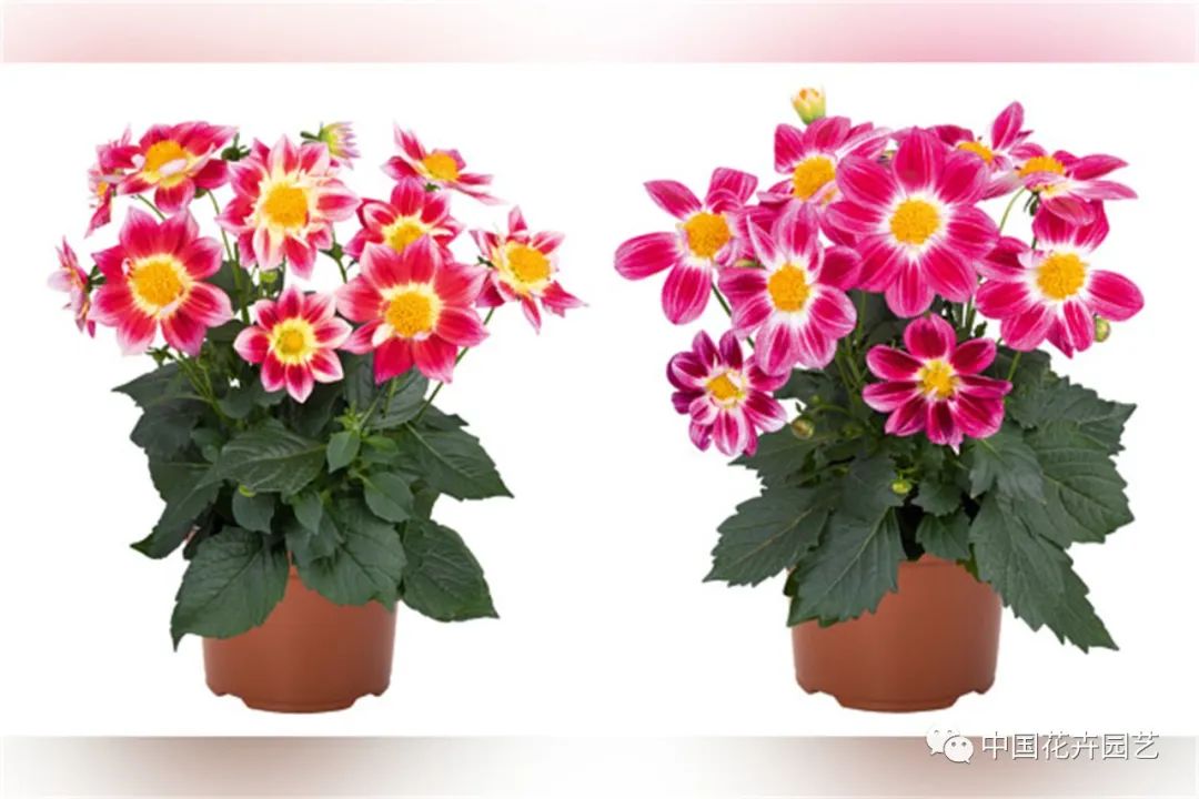 鑺卞崏鍝佺灞曠ず,鏂颁紭鑺卞崏鍝佺灞曠ず