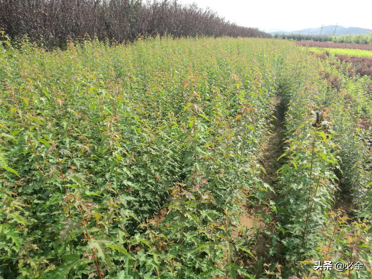 彩叶树种在园林绿化中的应用,园林绿化用彩叶树种