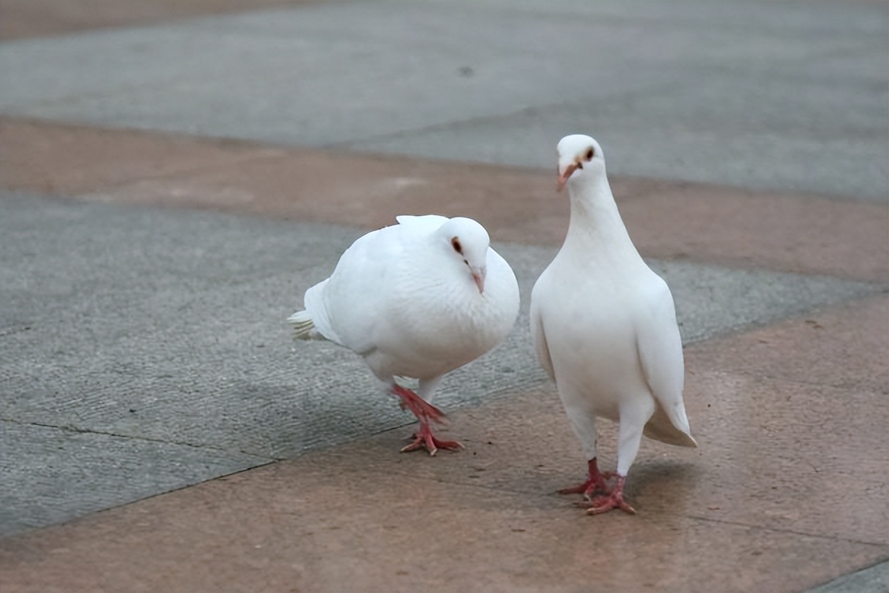 什么鸡头防抖效果最好,鸡头为何有防抖功能