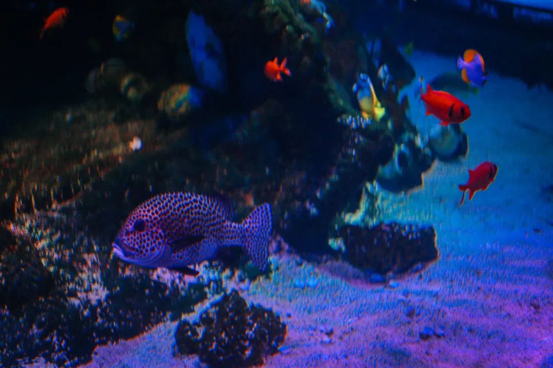 马来西亚乐高乐园自由行,马来西亚新山乐高乐园攻略