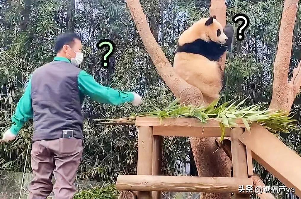 那些证明福宝是人的证据——毛皮大衣下是个小人精