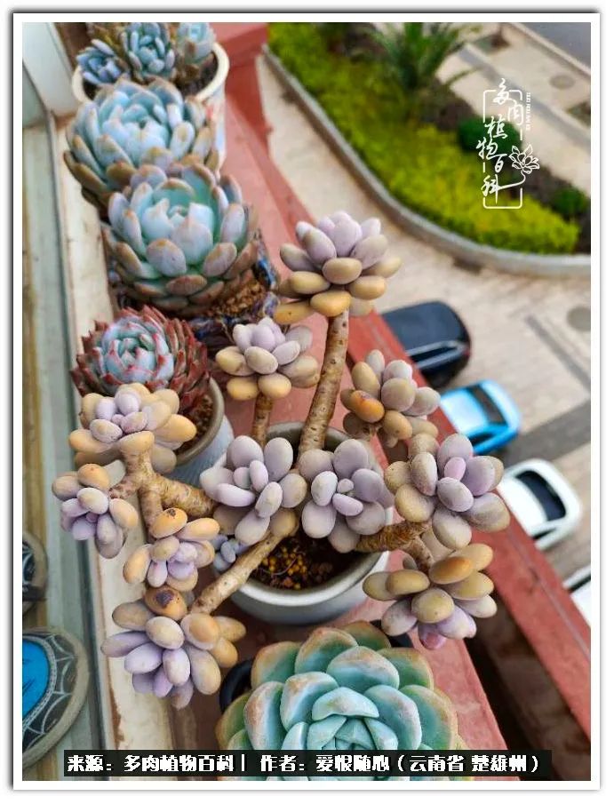 用心种好每一棵多肉,没有什么是浑然天成的