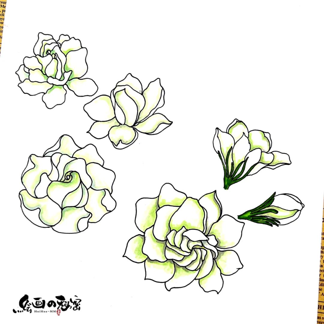 茉莉花开,茉莉花盆栽