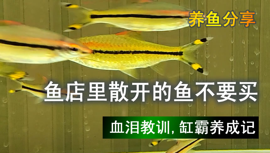 买鱼时千万注意这几种鱼不要买,为什么鱼店买回来的鱼养不活