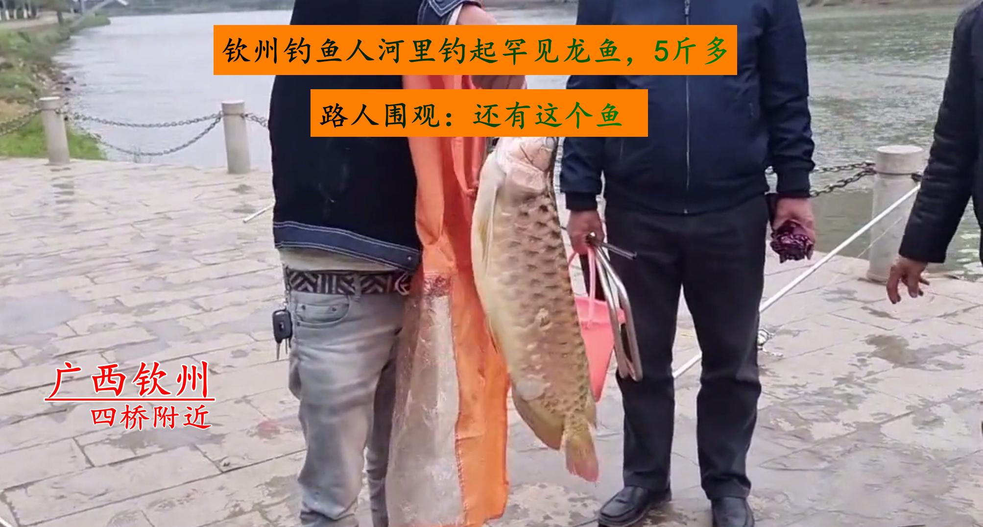 钓获一尾3斤重的极品野生大黄鱼,渔民捕获一条重达100斤的金龙鱼