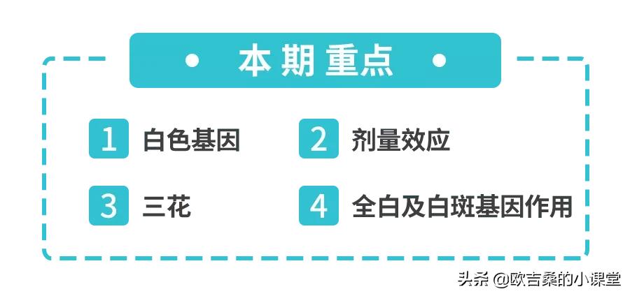 白斑基因可控吗,白斑基因优势