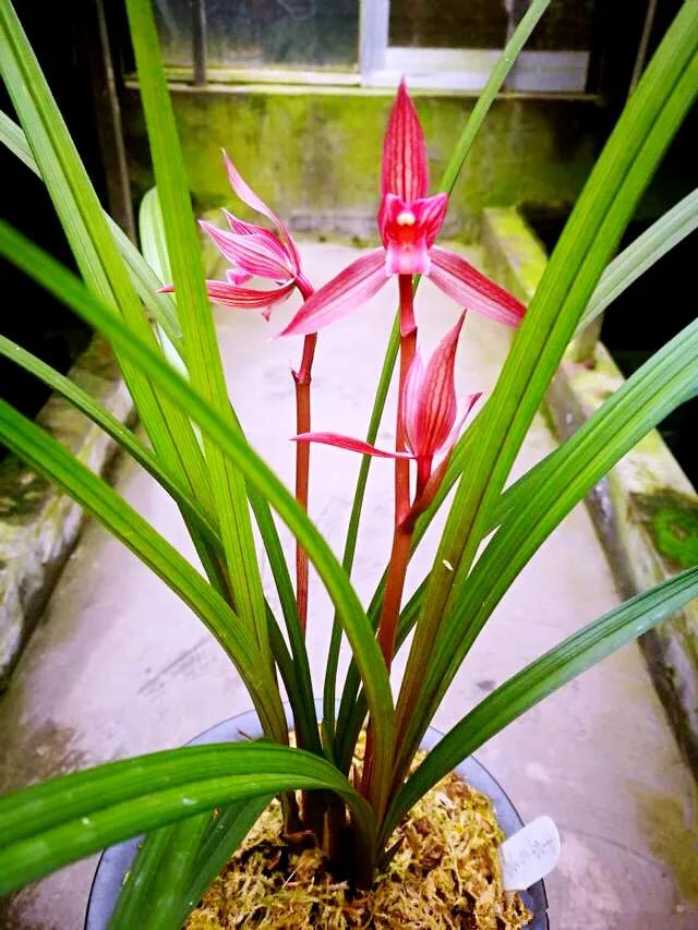 春剑中华红素兰花多少钱一苗,春剑中华红素上盆效果图