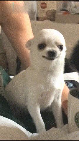 建议新手养的10种小型犬性格好的,便宜好养的五种小型犬