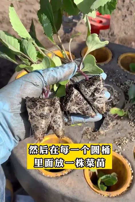 学习挪威语去挪威生活定居,中国人远嫁挪威受欢迎吗