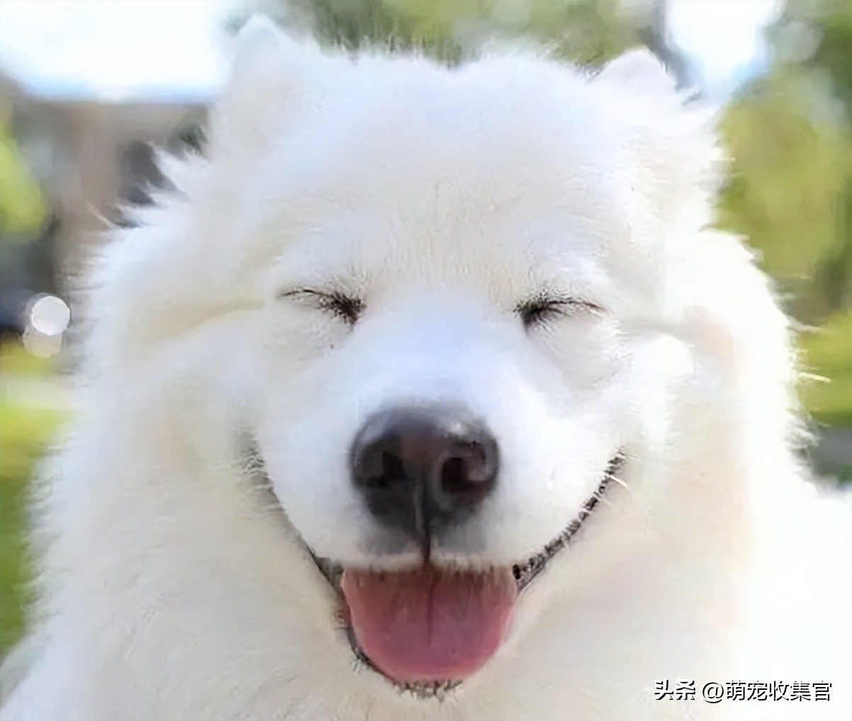 萨摩耶是哪个国家的品种？雪橇三傻的微笑天使，你会想养它吗？