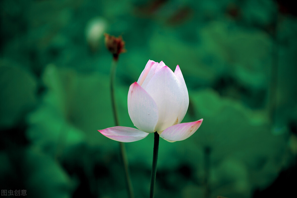 八月荷塘荷花香的诗句,七绝荷花蔷薇美丽芬芳的诗词