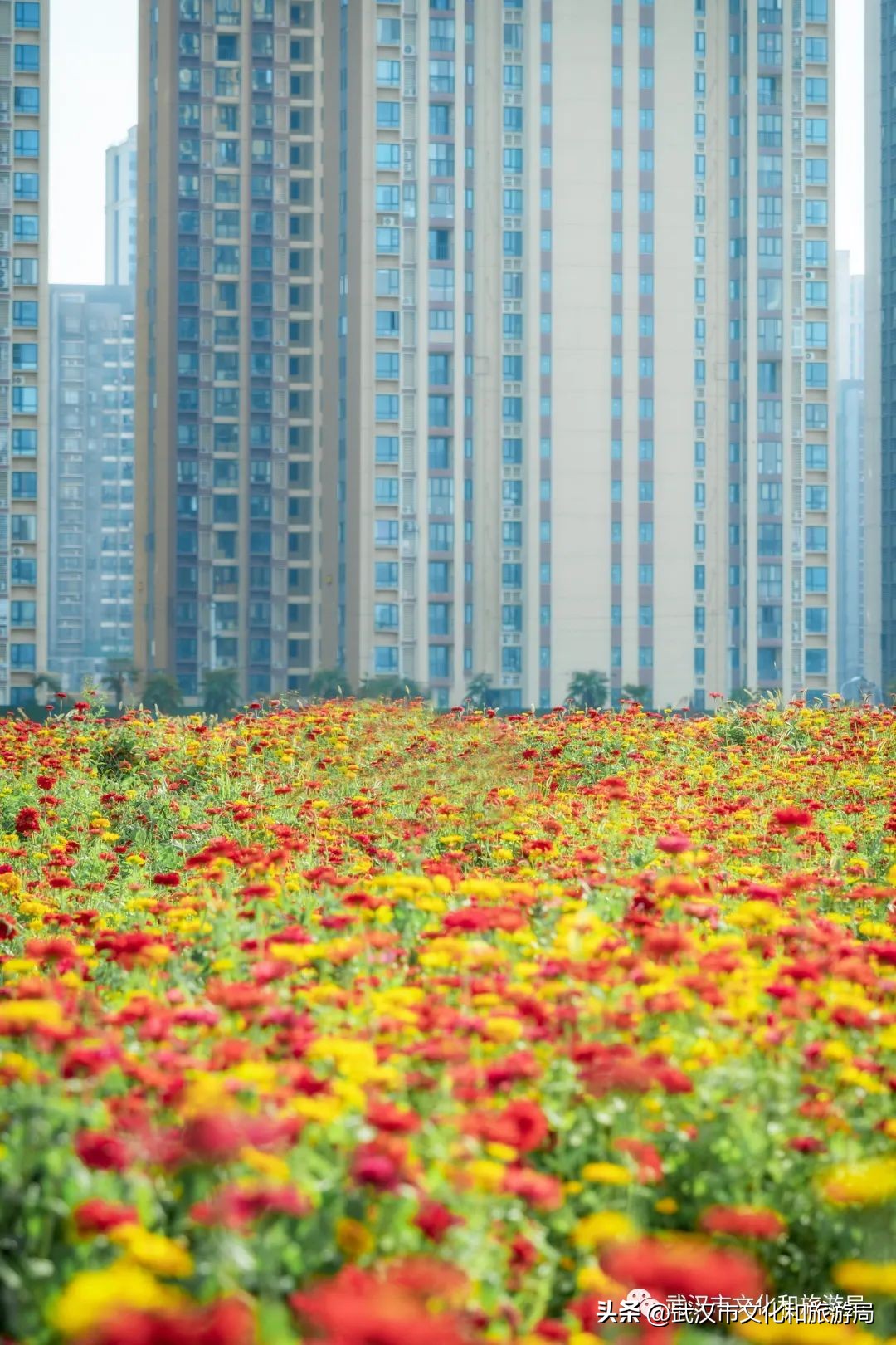 怎么拍一片花海,一片花海怎么拍