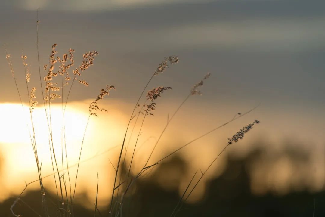 史上写草最绝的一首词，全词62字，没有一个草字，却句句是草