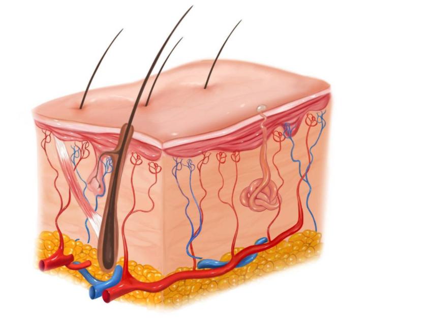 脖子和腋下的小肉粒如何治疗,脖子和腋下的小肉粒是什么丝状疣